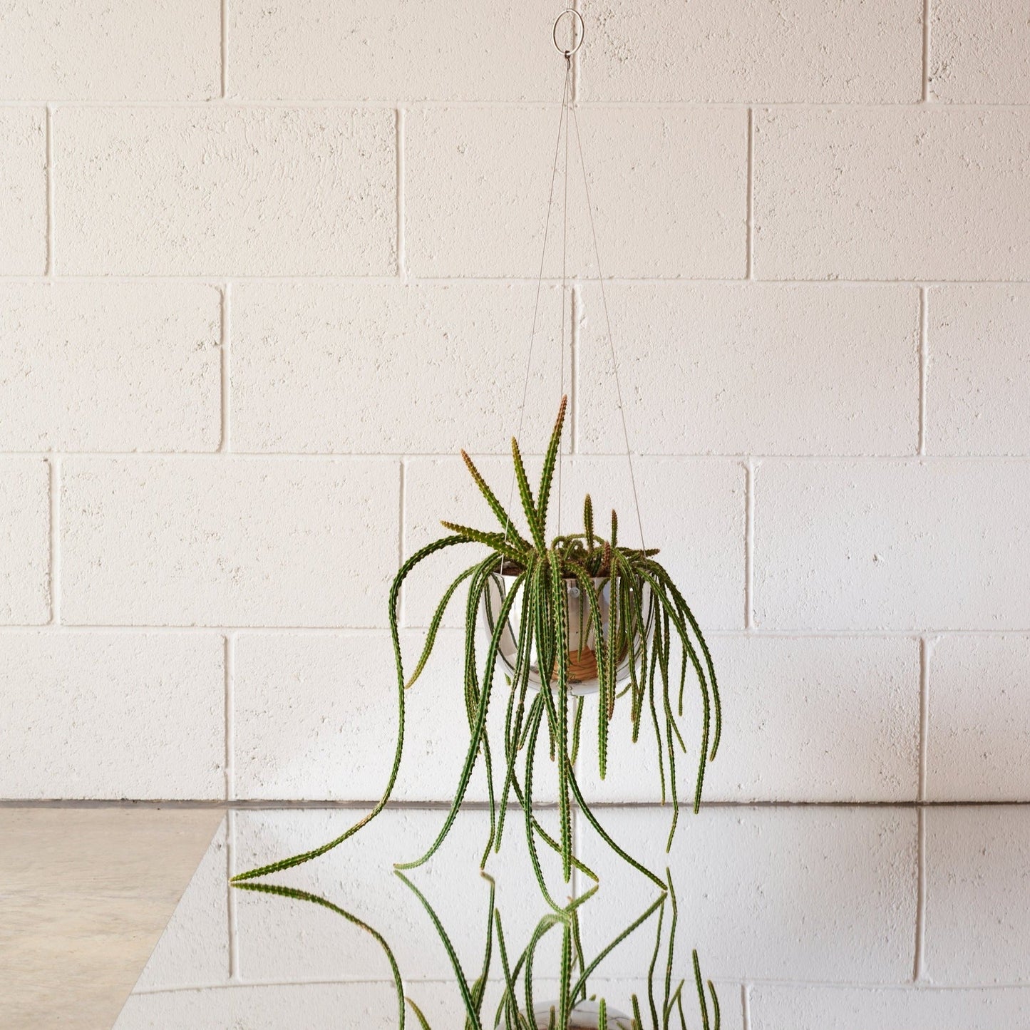 CLIFTON hanging plant pot MEDIUM