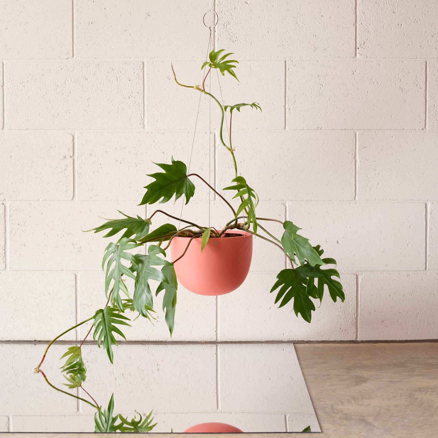 CLIFTON hanging plant pot SMALL