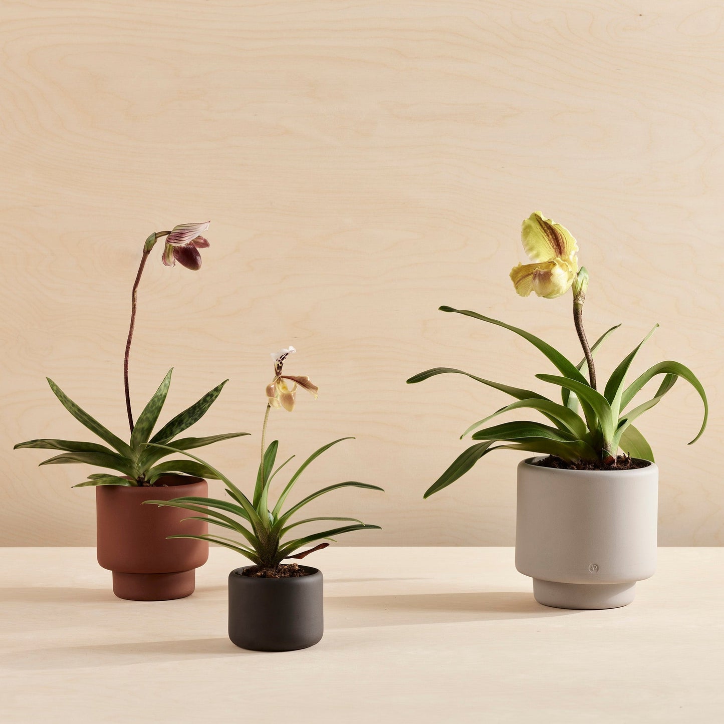 BOTANY Plant Pot, Large