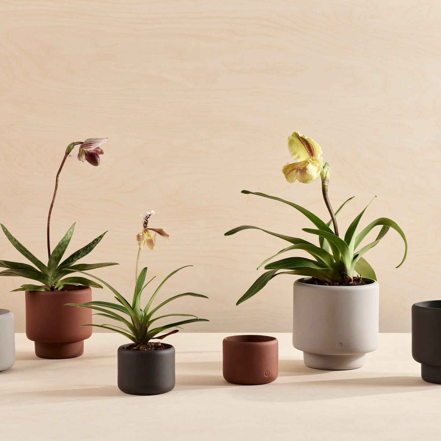 BOTANY Plant Pot, Large