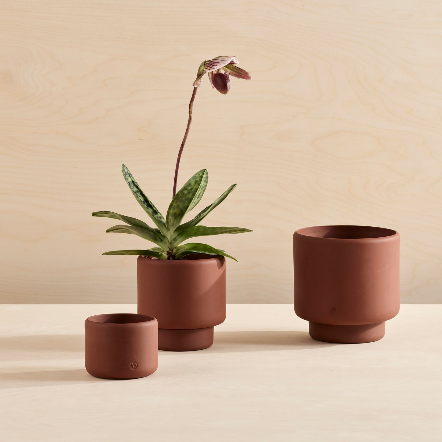 BOTANY Plant Pot, Large