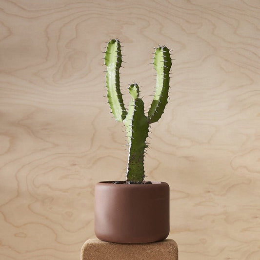 BOTANY Plant Pot, Small