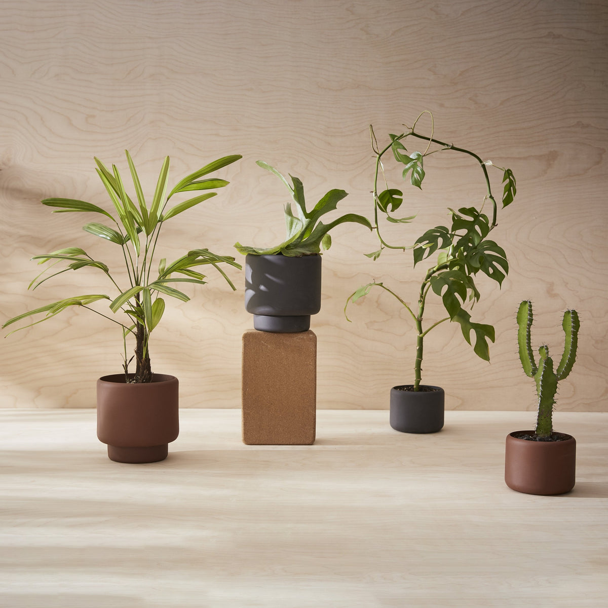 BOTANY Plant Pot