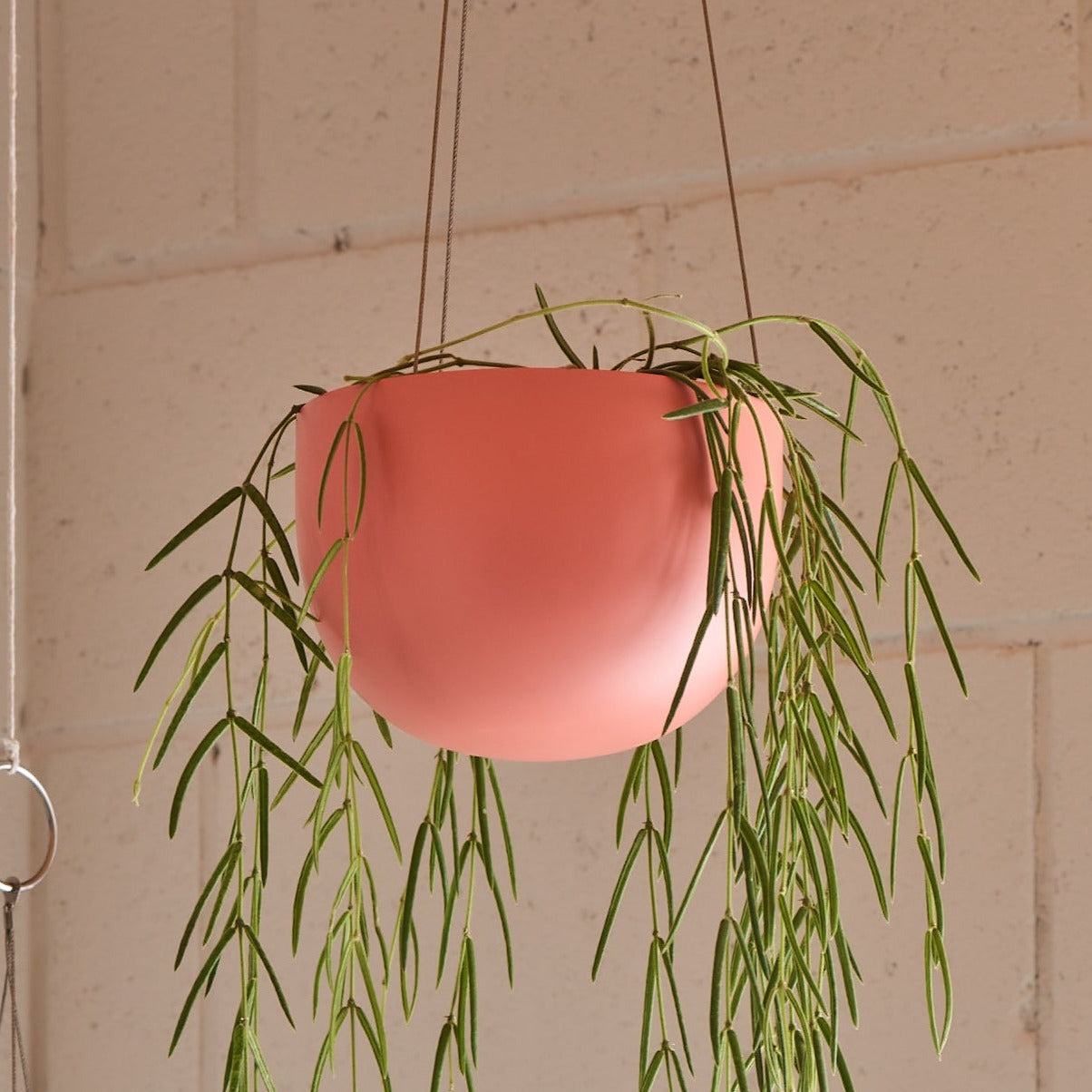 CLIFTON hanging plant pot SMALL