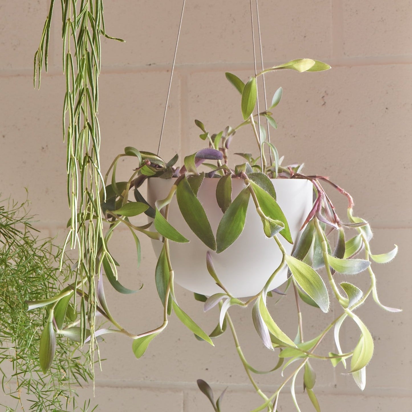 CLIFTON hanging plant pot MEDIUM